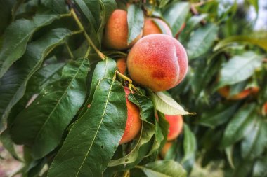Olgun şeftali bahçedeki bir dala tutunur.