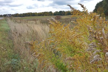 Bozkır çimleri tarlanın kenarında yetişir..