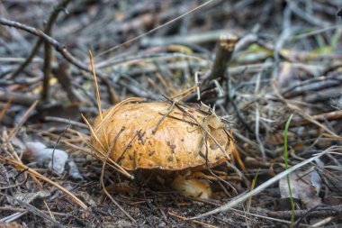 Yenebilir mantar yağı sonbahar ormanlarında yetişir..