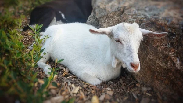 Une Chèvre Blanche Domestique Gît Sur Pelouse — Photo