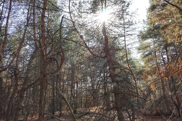 Misterioso Bosque Otoñal Por Tarde — Foto de Stock