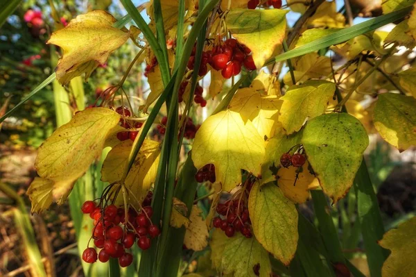 Ramo Rojo Bayas Viburnum Una Rama Otoño — Foto de Stock