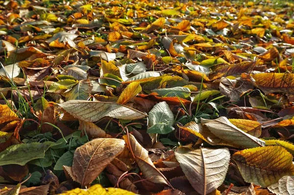 Caídas Hojas Otoño Yacen Suelo Jardín — Foto de Stock