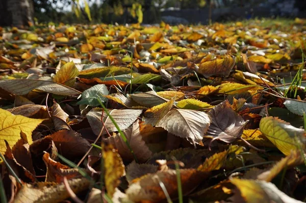 Caídas Hojas Otoño Yacen Suelo Jardín — Foto de Stock