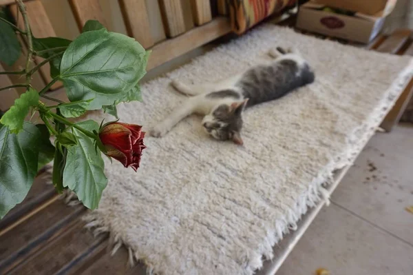 国内の猫がベンチに伸びていた 手前にバラが咲く — ストック写真