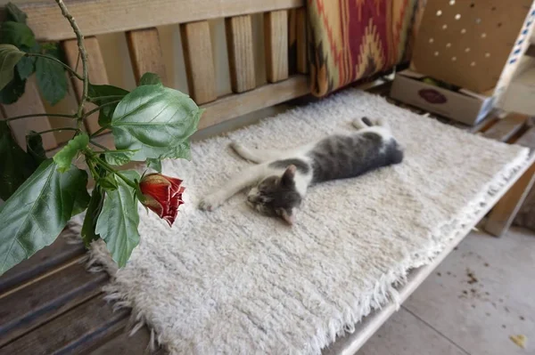 Gato Doméstico Estirado Banco Una Rosa Florece Primer Plano — Foto de Stock