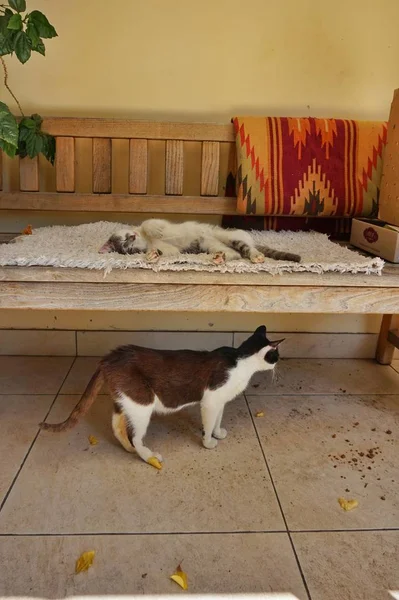 Los Gatos Domésticos Caminan Veranda — Foto de Stock