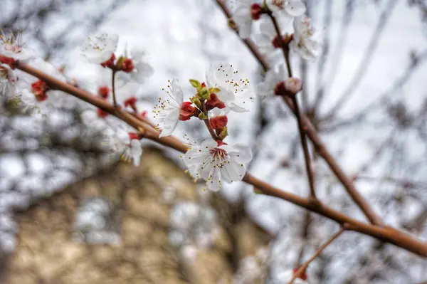 Kvetoucí Větve Jarních Meruňkách Včelí Sběr Nektaru — Stock fotografie