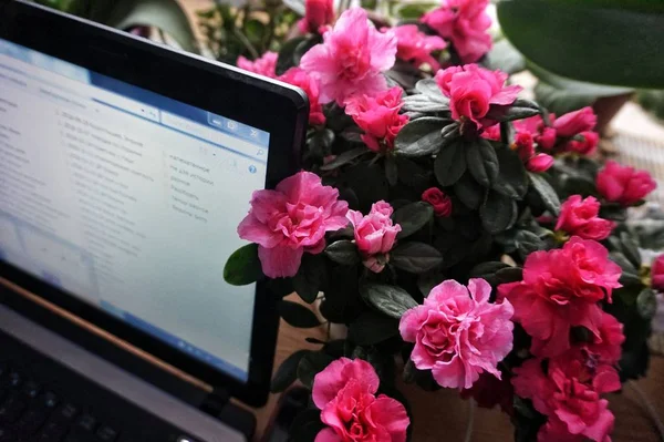 Pink blooming home azalea next to a working computer