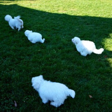 Yeşil çimlerde koşan beyaz kıvırcık köpekler.