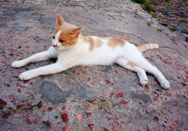 A white-red-haired cat lying on the ground.