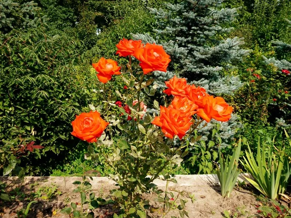 Ramo Rosas Rojas Arbusto —  Fotos de Stock