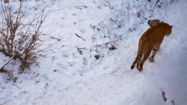 Bir kaplan hayvanat bahçesindeki karla kaplı bir kuşhanede yürüyor..
