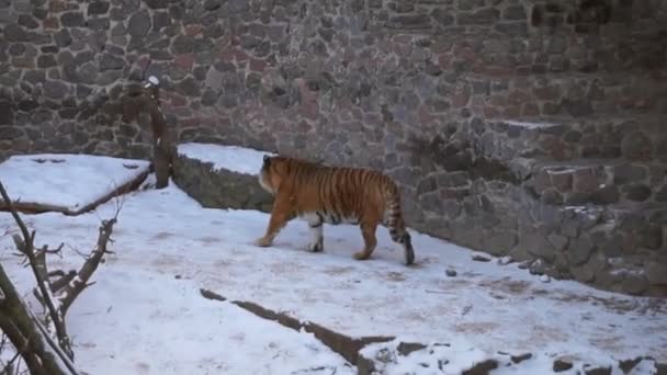 Tiger Walks Snow Covered Aviary Zoo — Stock Video