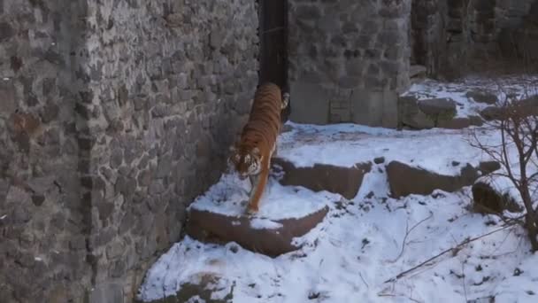 Een Tijger Loopt Door Een Met Sneeuw Bedekte Volière Een — Stockvideo