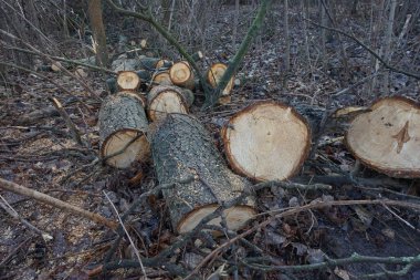 A tree cut down and cut into firewood in the autumn forest.