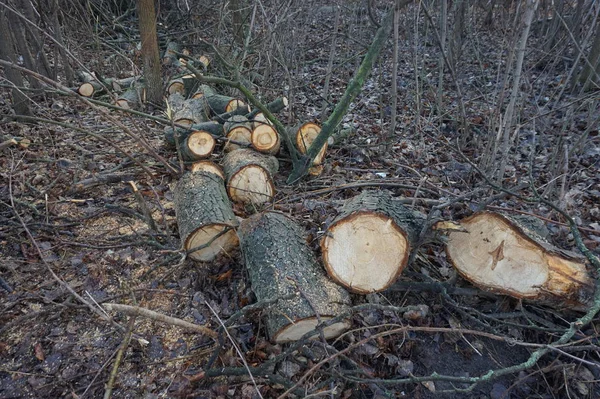 A tree cut down and cut into firewood in the autumn forest.