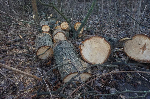 A tree cut down and cut into firewood in the autumn forest.