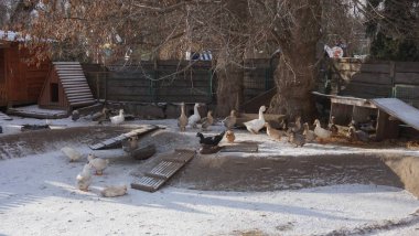 Kış göleti Kiev hayvanat bahçesinde kümes hayvanları yürür