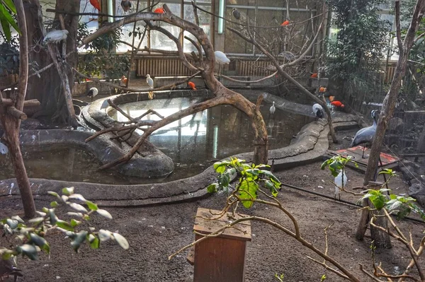 Воспроизведение Джунглей Экзотическими Растениями Птицами Киевском Зоопарке — стоковое фото