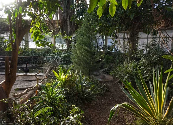 Reproduction of the jungle with exotic plants and birds in the Kiev zoo.