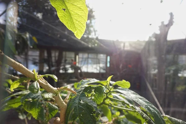 Hojas Selva Día Soleado —  Fotos de Stock