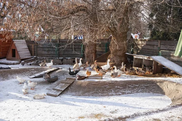 Lago Inverno Onde Aves Caminham Zoológico Kiev — Fotografia de Stock