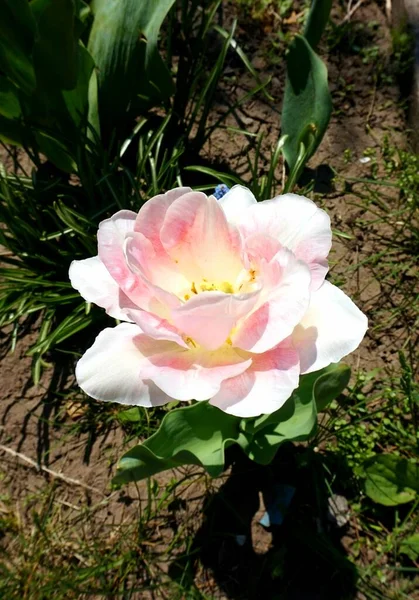 Florecimiento Primavera Tulipán Varietal Color Rojo Blanco Jardín Macizo Flores —  Fotos de Stock