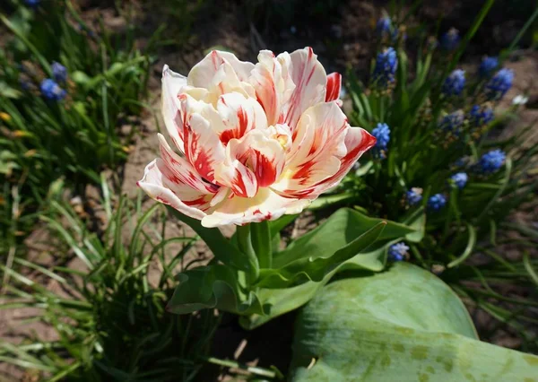 Florecimiento Primavera Tulipán Varietal Color Rojo Blanco Jardín Macizo Flores —  Fotos de Stock