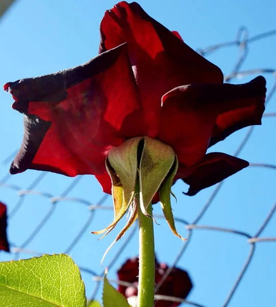 Brote Floreciente Una Rosa Roja Oscura Sobre Fondo Valla — Foto de Stock