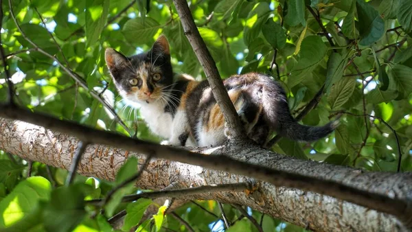三色の猫が木の上に座っている — ストック写真