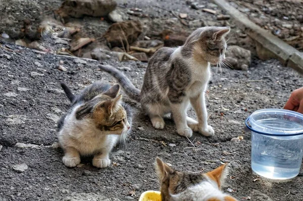 Basit bahçe kedileri plastik tepsilerden yer.