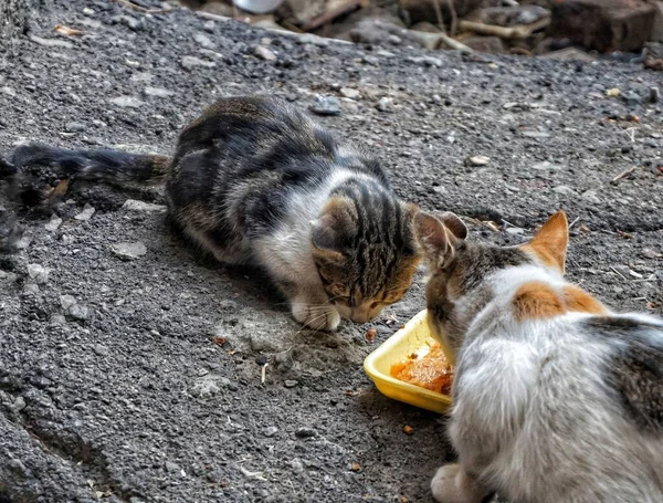 Eenvoudige Tuin Kittens Eten Van Plastic Dienbladen — Stockfoto