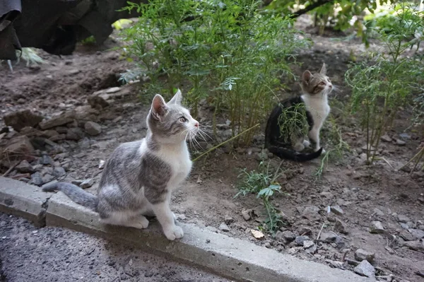 Jardin Simple Chaton Dans Rue — Photo