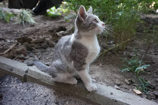 通りにある素朴な庭の子猫 — ストック写真