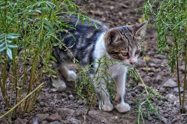 通りにある素朴な庭の子猫 — ストック写真