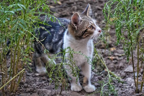 通りにある素朴な庭の子猫 — ストック写真