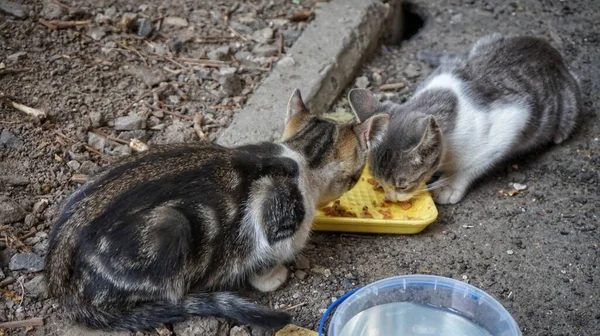 Simple yard kittens eat from plastic trays