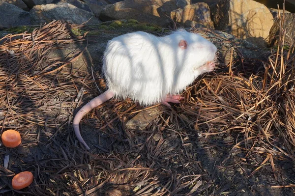 Nutriment Aquatique Blanc Mange Des Carottes Sur Rivage — Photo