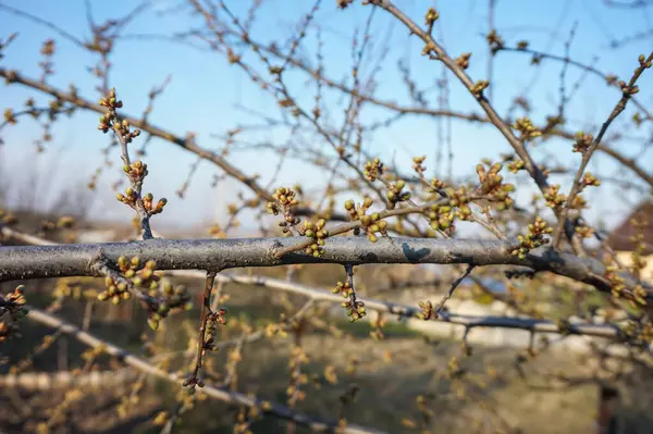 Větev Ovocného Stromu Poupaty Připravenými Rozkvětu — Stock fotografie