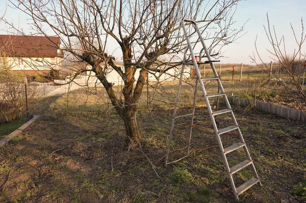 一个梯子站在一棵树旁的花园里 园艺工作 — 图库照片