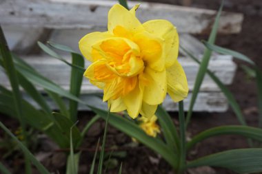 Çiçek tarhında sarı nergis çiçeklendi.