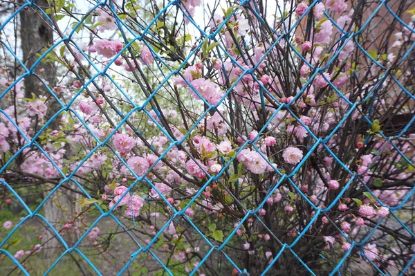 Rózsaszín Virágok Egy Bokron Kertben — Stock Fotó