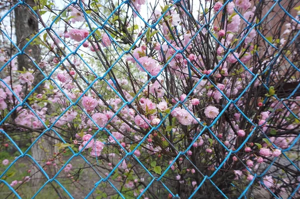 Bahçedeki Çalılıkta Pembe Çiçekler — Stok fotoğraf