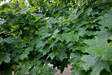  Yağmurlu bir günde ıslak akçaağaç yaprağı 