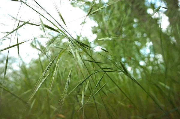Green Background Ears Field Grass — Stock Photo, Image