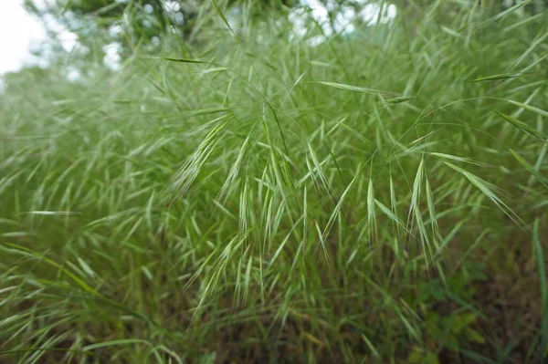 Fundo Verde Orelhas Grama Campo — Fotografia de Stock