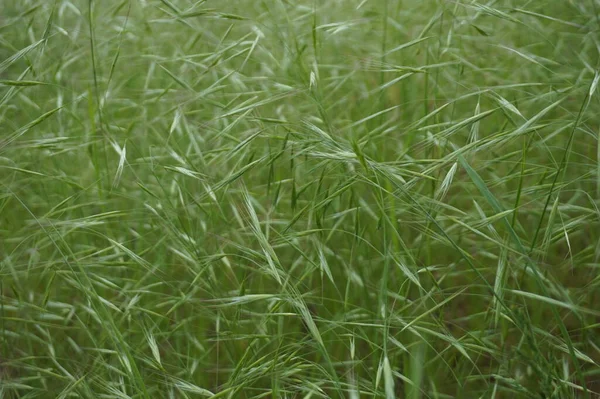 Fundo Verde Orelhas Grama Campo — Fotografia de Stock