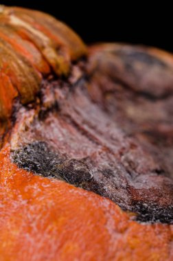 Çirkin yemek. Bozulmuş mantarlı çürük balkabağı siyah bir arka planda yatıyor..