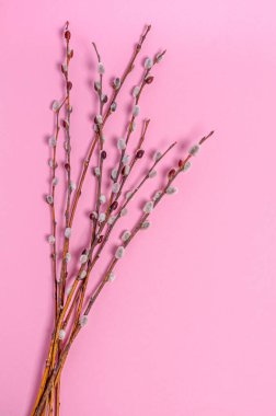 Pembe arka planda söğüt dalları, kopyalama alanı, düz yatış. Mesaj için yer. Tatil konsepti, bahar. Yukarıdan bak. Dikey yönelim.